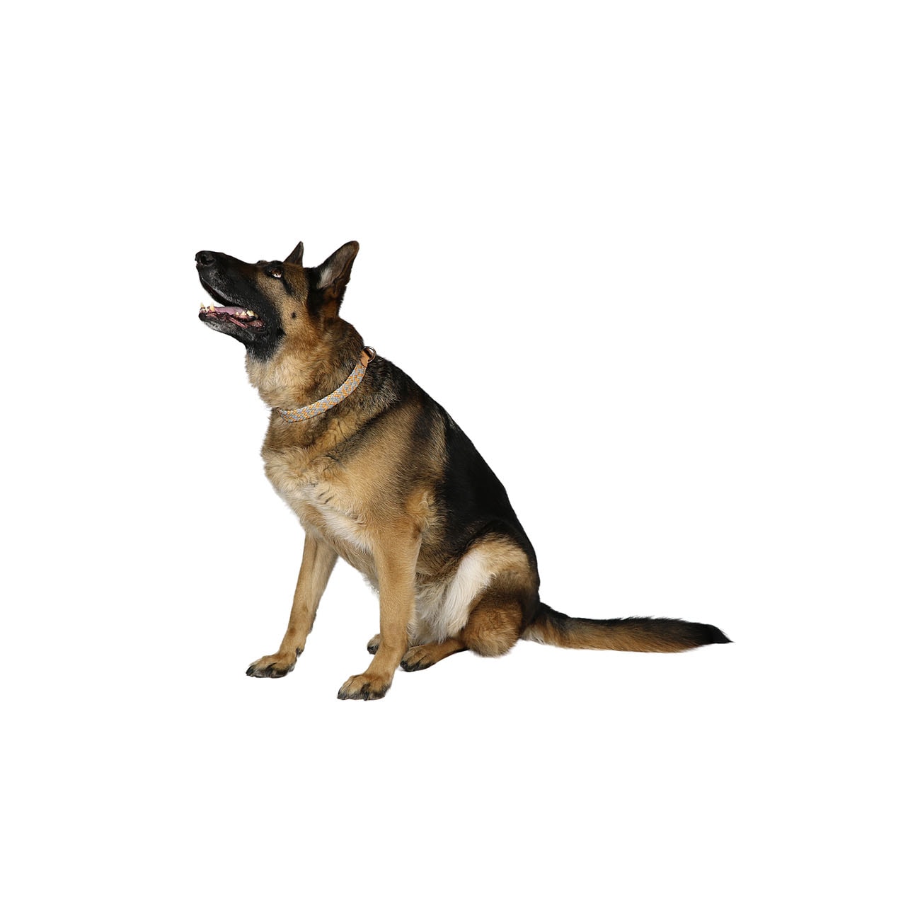 Leather and Reflector Dog Collar - Medium